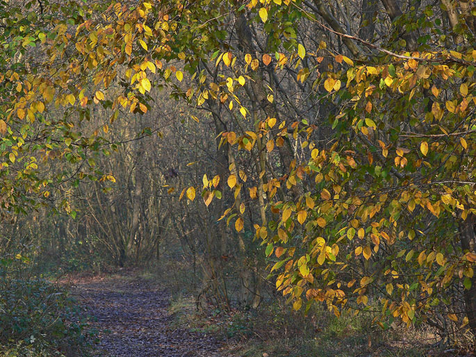 I colori dell''autunno...