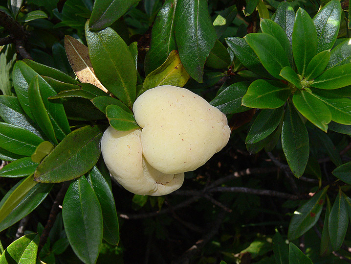 La micoflora dell''alneto