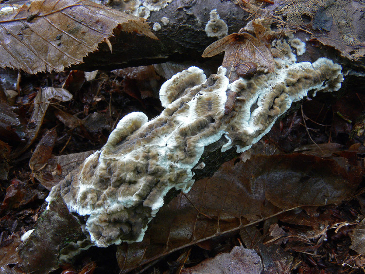 Pioggia...........funghi........