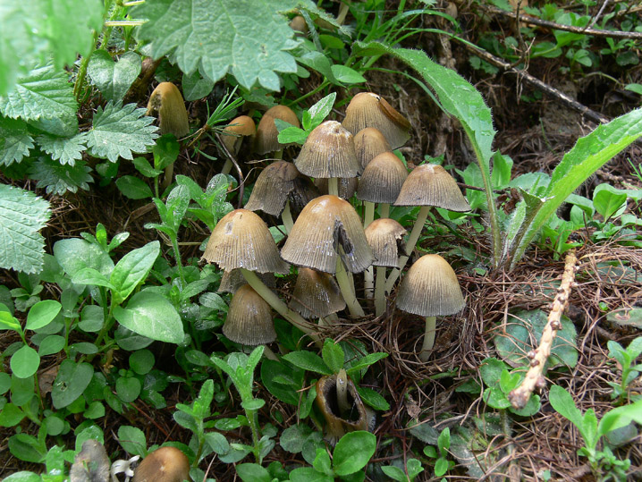 Raccolte del 30 e  31 Maggio