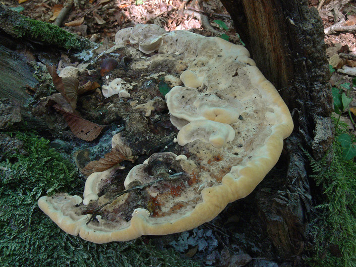 Perenniporia fraxinea (Bull.) Ryvarden