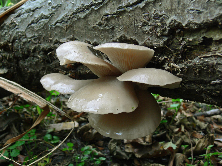 Raccolte del 25 Ottobre