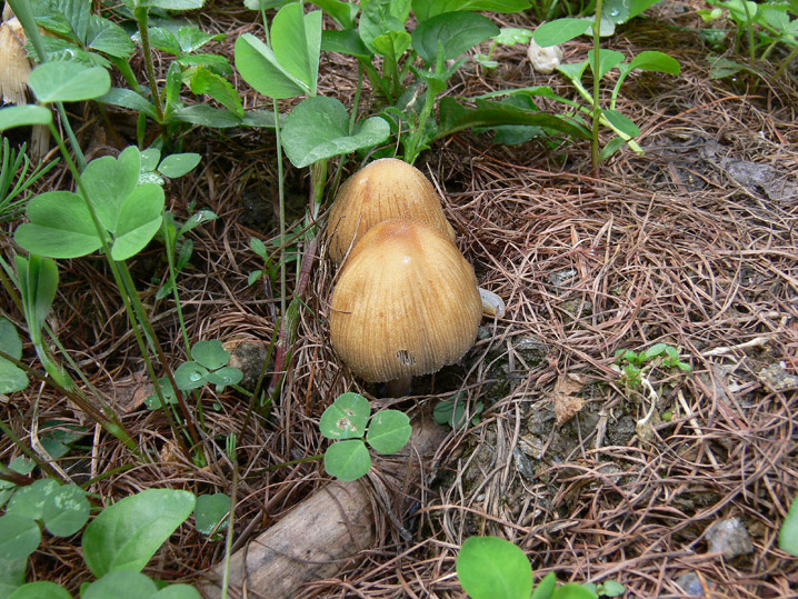 Raccolte del 30 e  31 Maggio