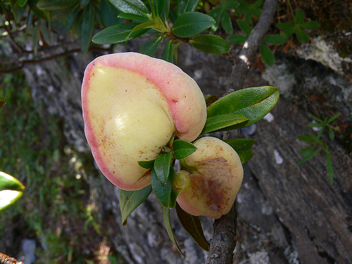 La micoflora dell''alneto
