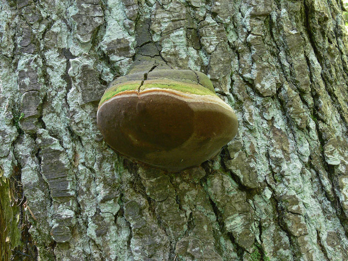 Estate 2008