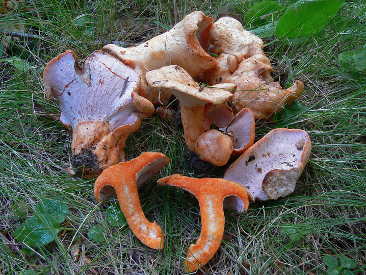 Lactarius salmonicolor parassitato da Hypomyces