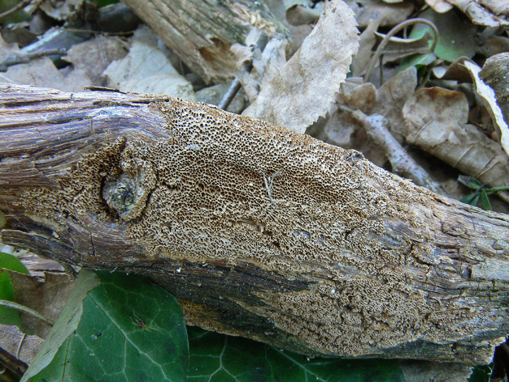 Gennaio-Febbraio 2009