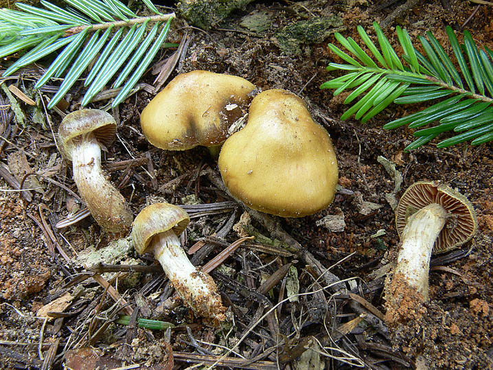 Raccolte del 20 e 21 Giugno