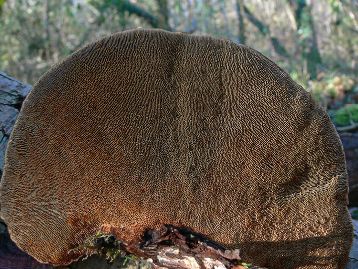 Novembre 2008