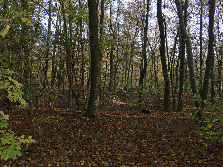 Novembre 2008