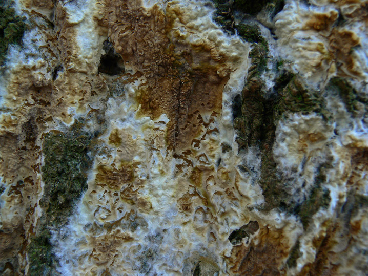 Novembre 2008