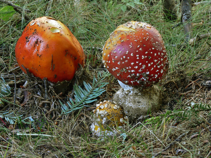 Amanita muscaria