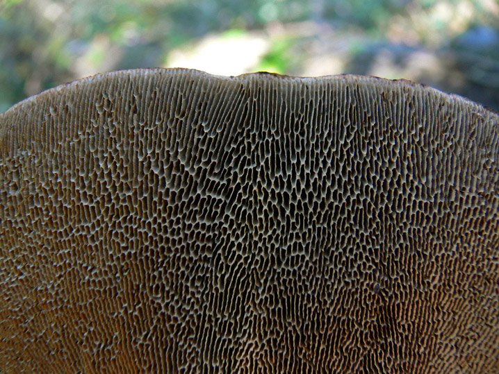 Novembre 2008