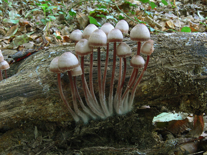 Raccolte del 4 Ottobre