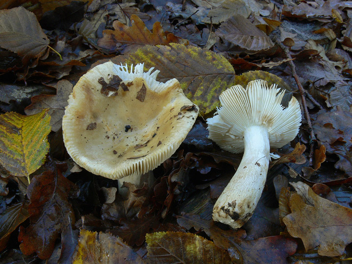 Raccolte del 9 Novembre