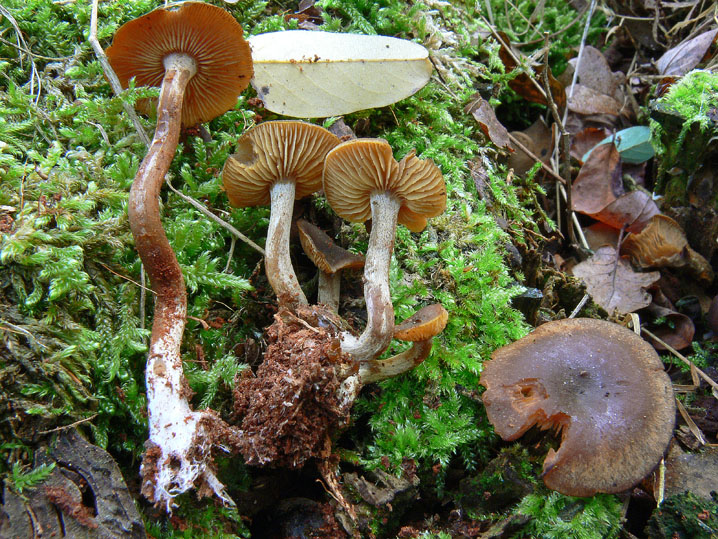 Raccolte del 12 Ottobre