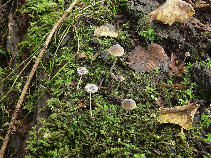 Mycenella margaritispora (J.E. Lange) Singer