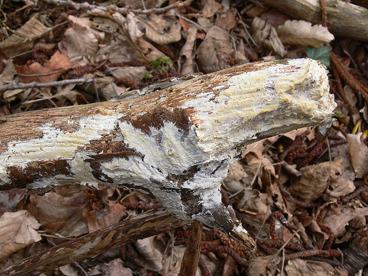 Phanerochaete avellanea  ?