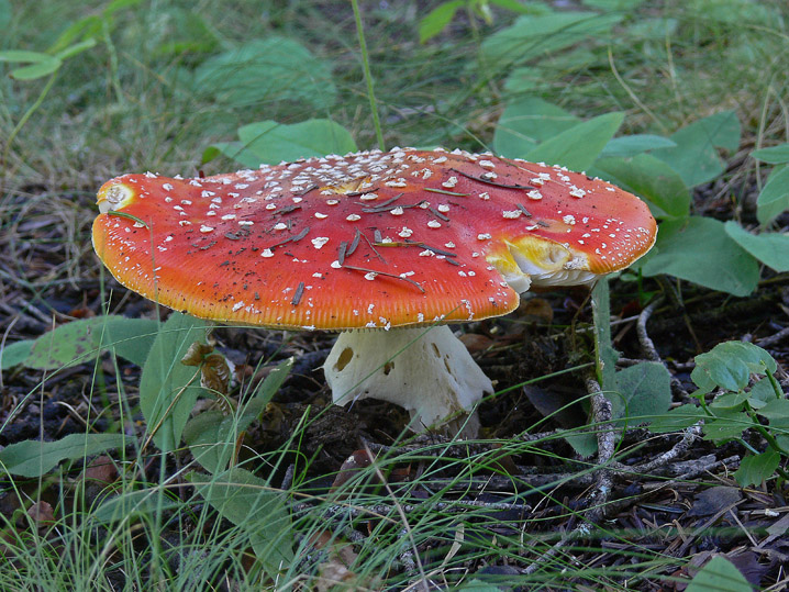 Amanita muscaria