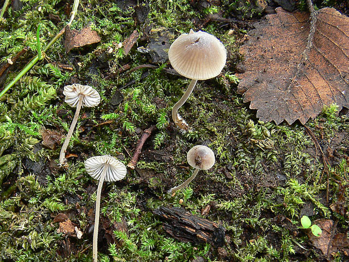 Mycenella margaritispora (J.E. Lange) Singer