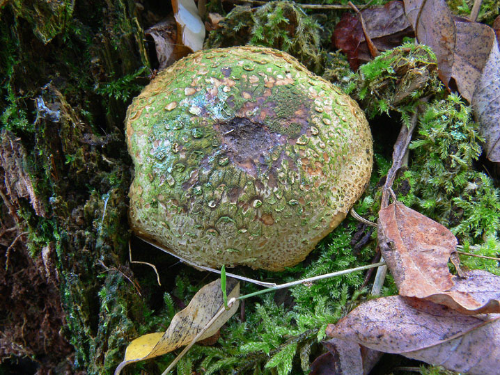 Raccolte del 12 Ottobre