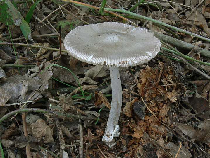 Raccolte del 18 Ottobre