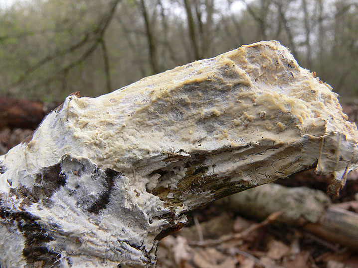 Phanerochaete avellanea  ?