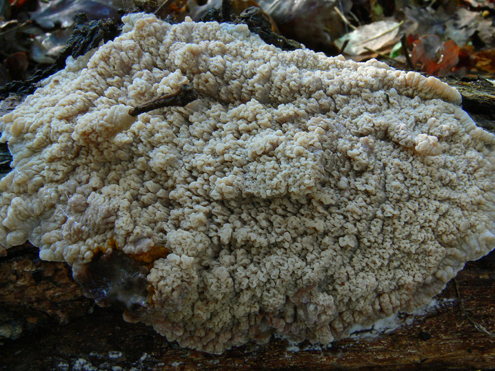 Novembre 2008