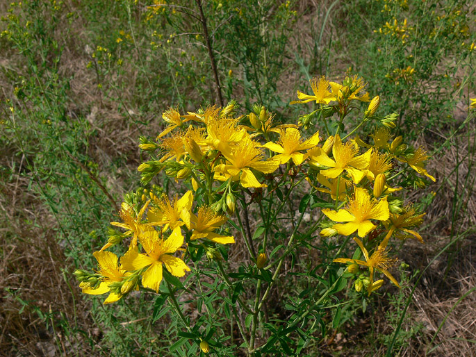 Hypericum perforatum