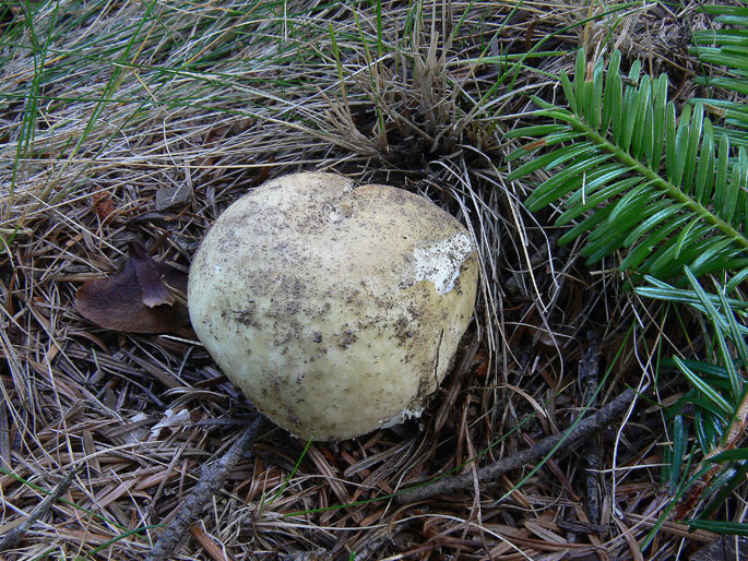 Russula da determinare (cfr. Russula postiana)