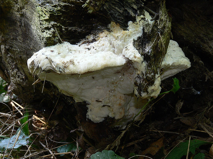 Ceriporiopsis resinascens? (Aurantiporus fissilis)