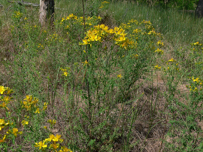 Hypericum perforatum