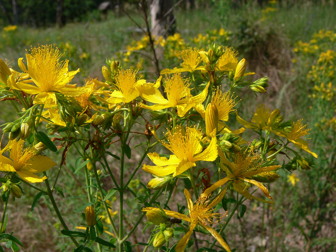 Hypericum perforatum