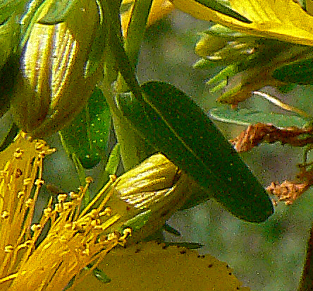 Hypericum perforatum