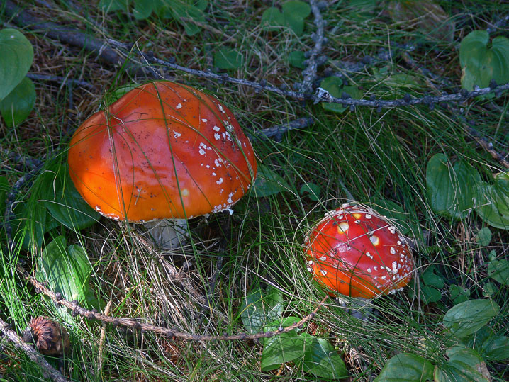 Amanita muscaria