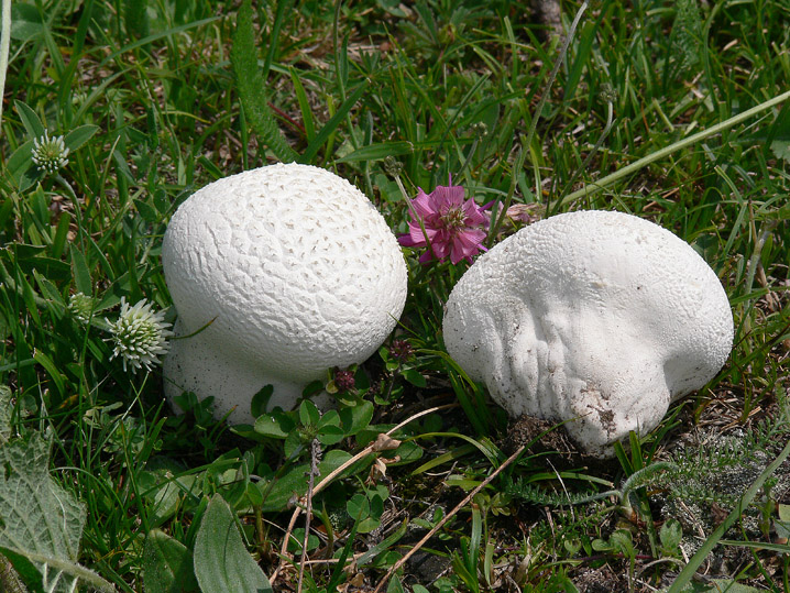 Raccolte del 20 e 21 Giugno