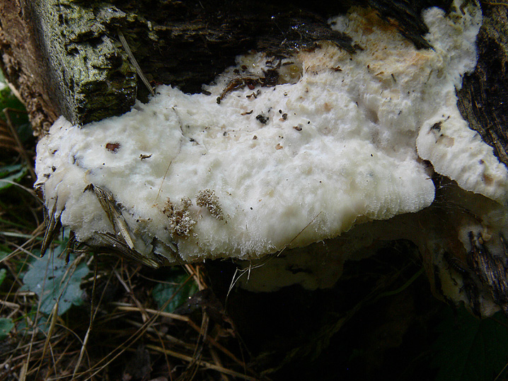 Ceriporiopsis resinascens? (Aurantiporus fissilis)