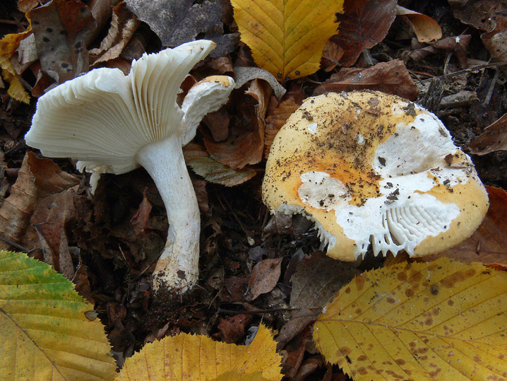 Raccolte del 25 Ottobre