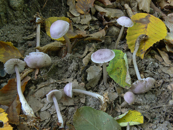 Raccolte del 4 Ottobre