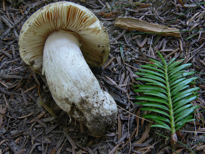 Russula da determinare (cfr. Russula postiana)