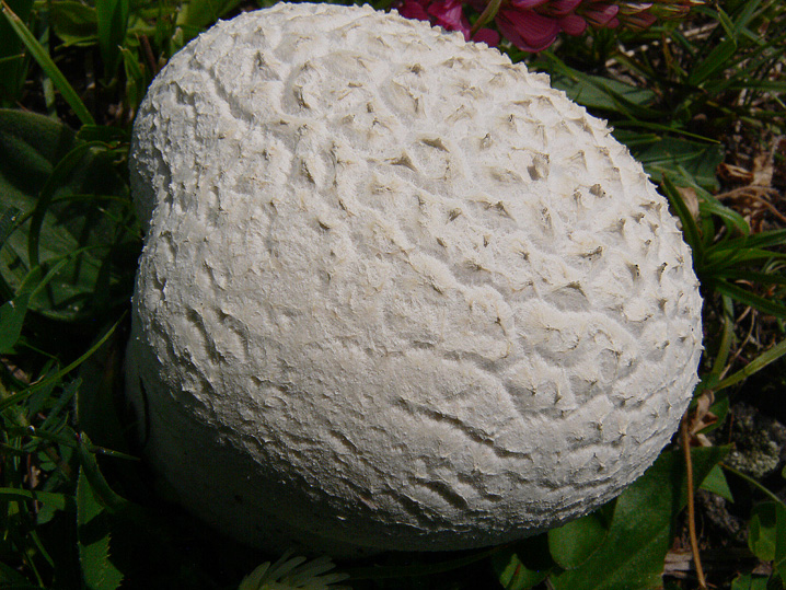 Raccolte del 20 e 21 Giugno