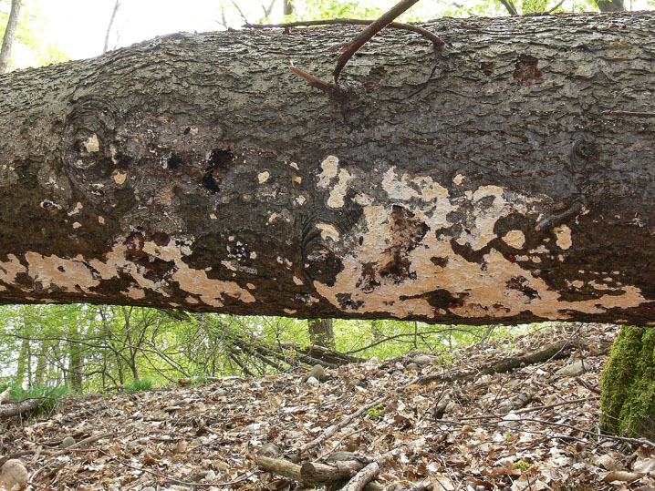 Mutatoderma mutatum