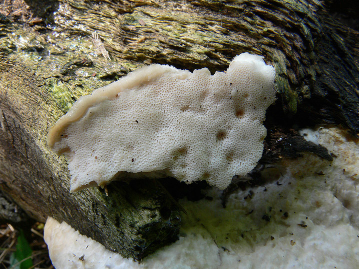 Ceriporiopsis resinascens? (Aurantiporus fissilis)