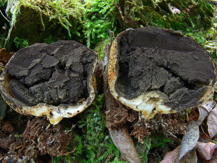 Raccolte del 12 Ottobre