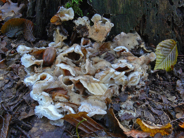 Novembre 2008