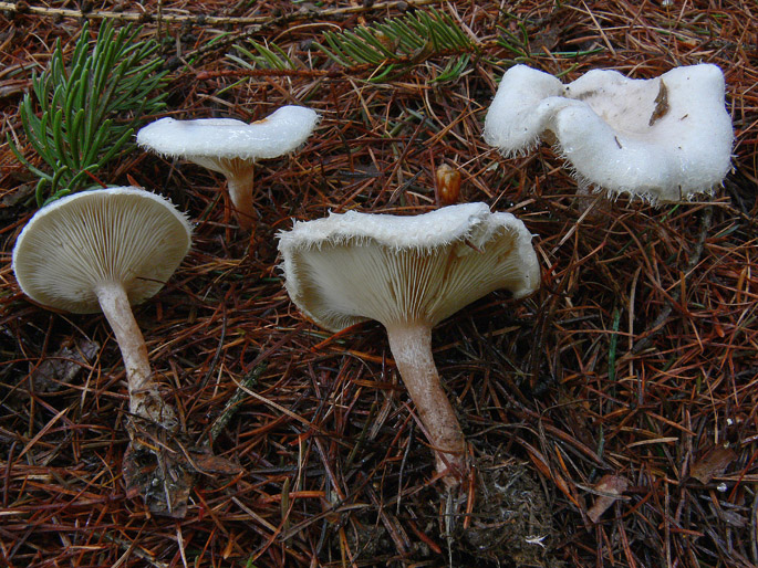 Ripartites tricholoma