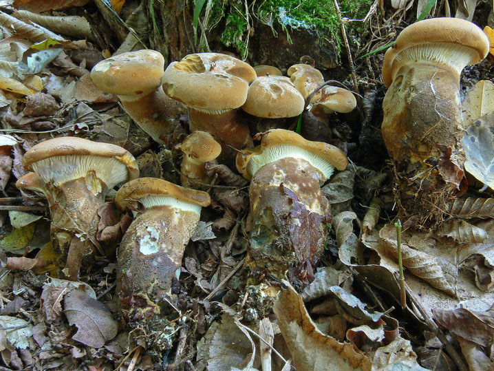 Raccolte del 12 Ottobre