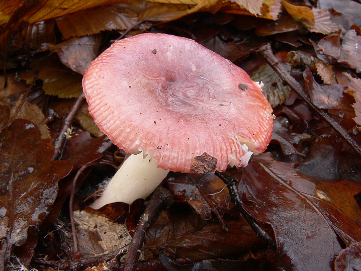 Russula fragilis?