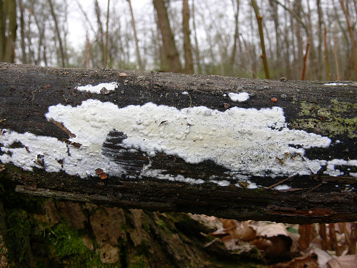 Quiz N.9 (Phanerochaete sordida )
