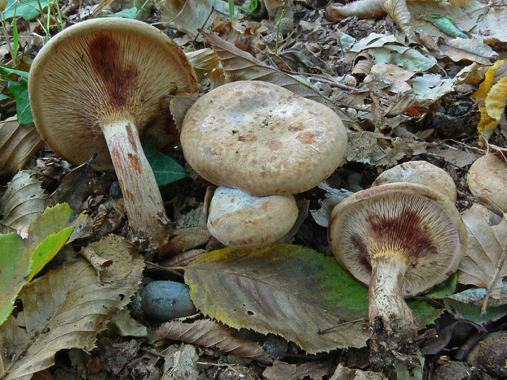 Raccolte del 4 Ottobre